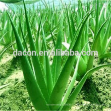 Aloe Vera laisse la poudre